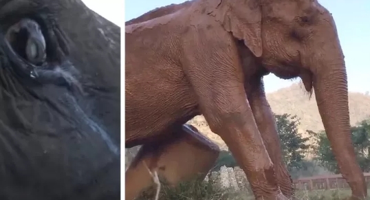 Ein Elefant „weint“ vor Freude, wenn er nach einem Leben in Gefangenschaft und Misshandlung freigelassen wird.